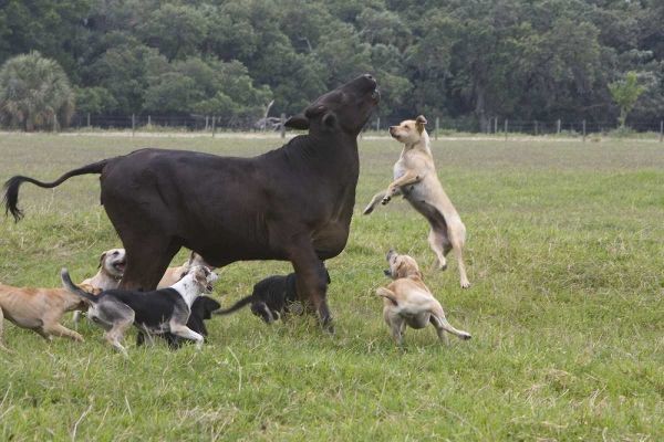 FL, Herding Dogs confronts a stray cow